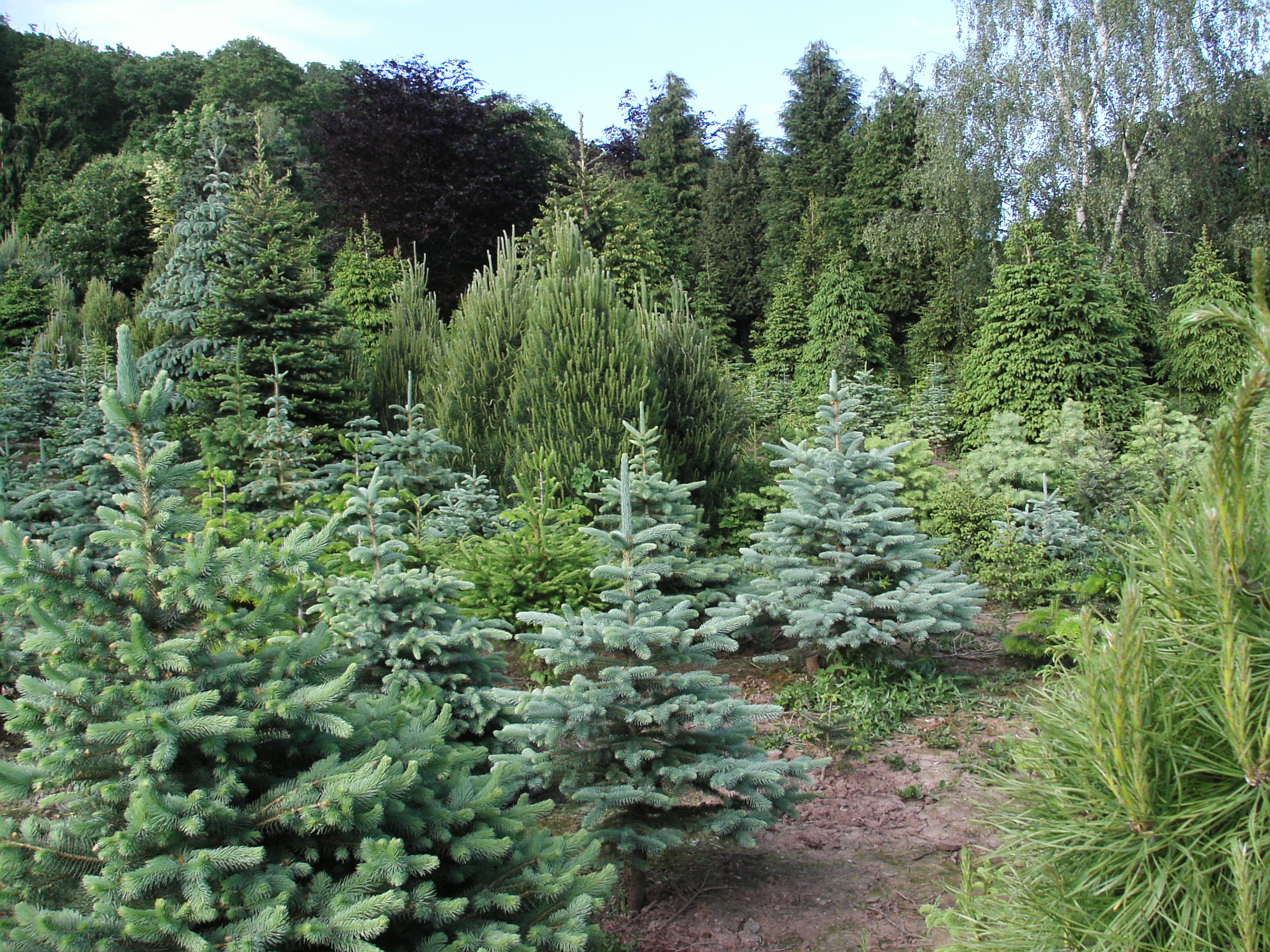 10 varieties at Dinmore Dinmore Hill Christmas Trees