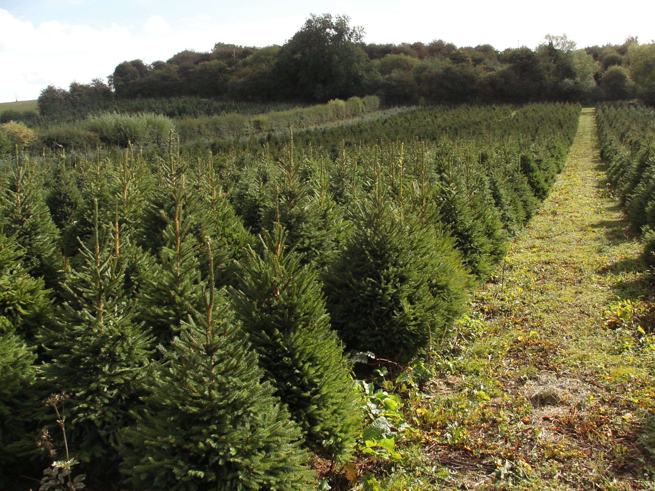 1000s of trees at Festive Farm Dinmore Hill Christmas Trees