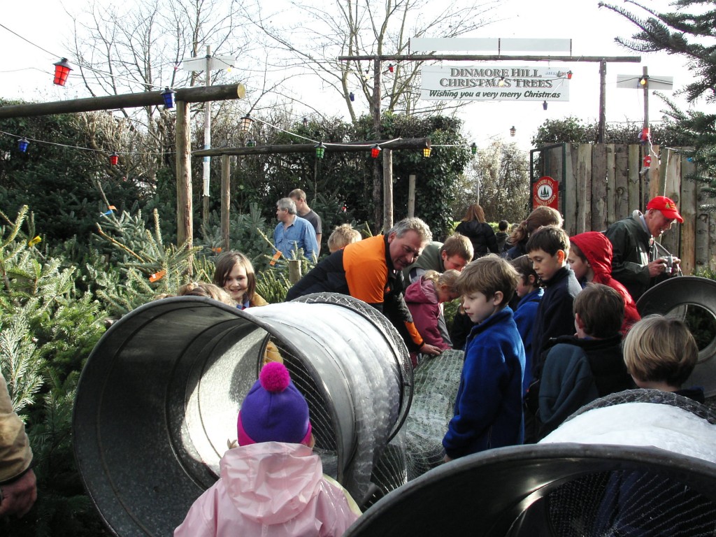A christmas tree for the school Dinmore Hill Christmas Trees