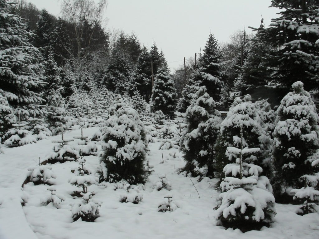 British Christmas Trees Dinmore Hill Christmas Trees