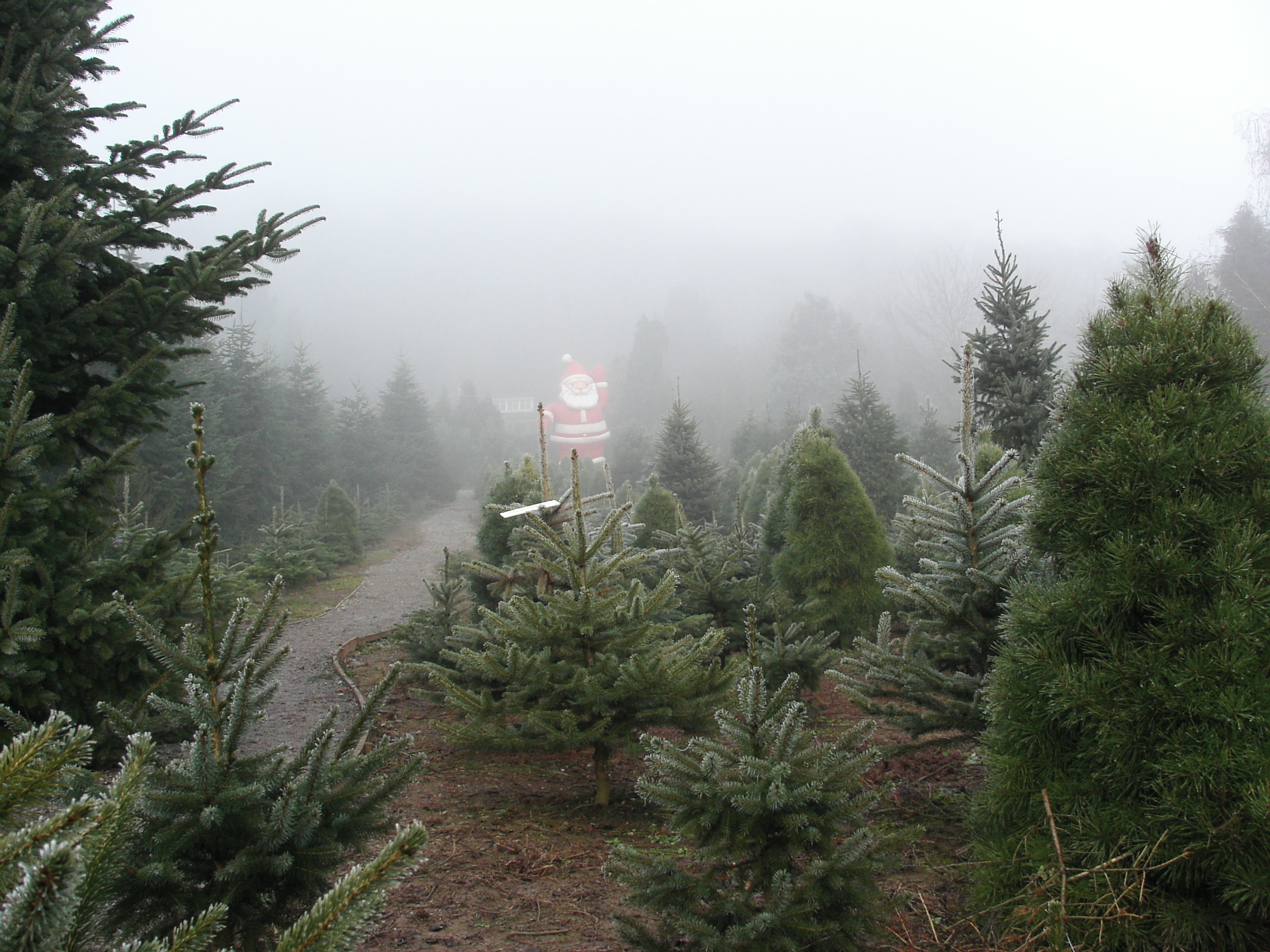 Celebrity Santa Dinmore Hill Christmas Trees