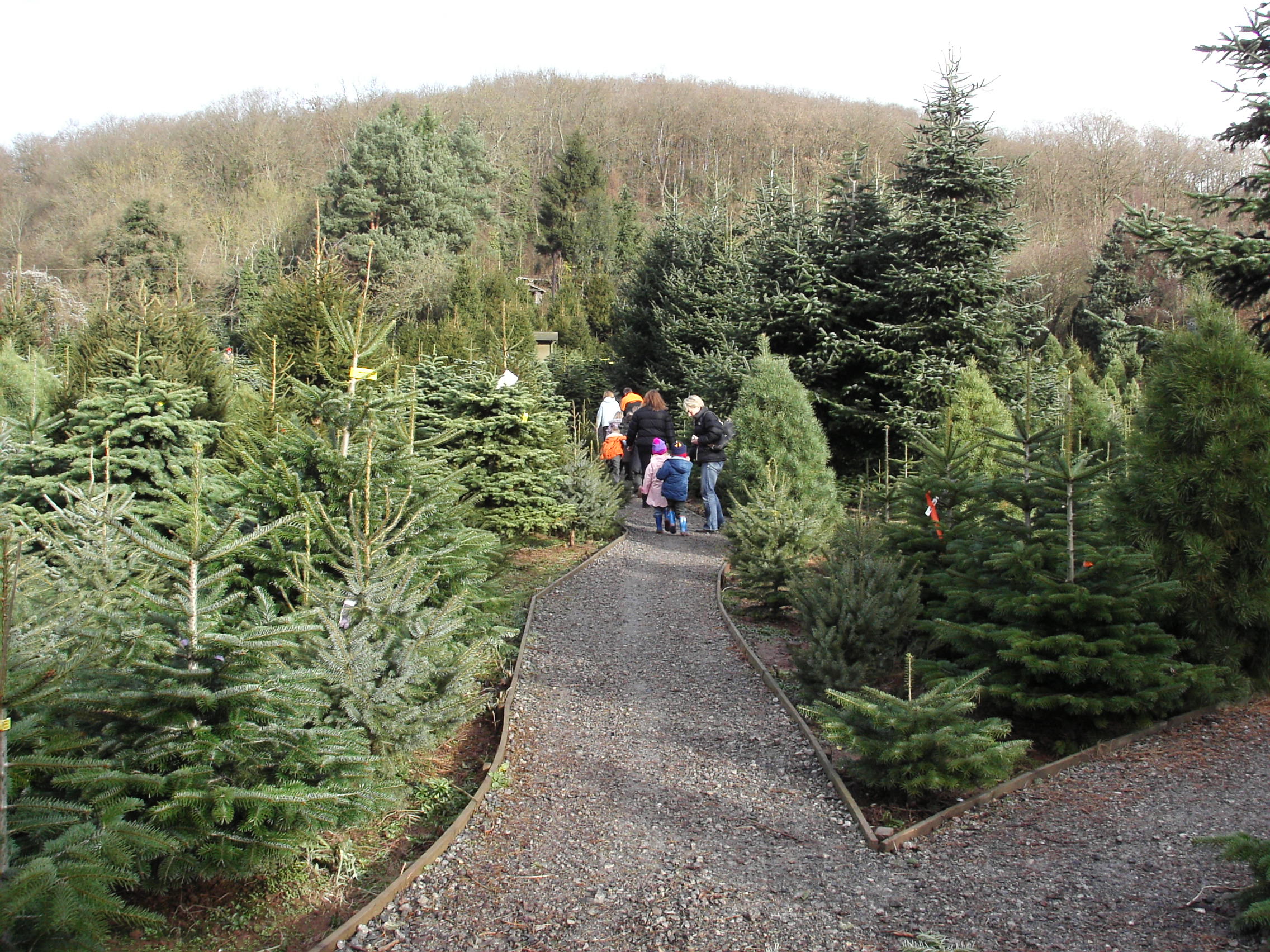 Choose & cut your tree Dinmore Hill Christmas Trees