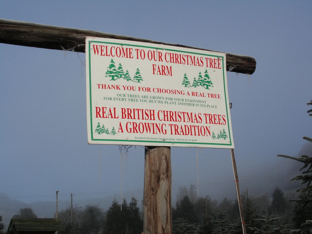 Christmas trees fresh from the farm Dinmore Hill Christmas Trees