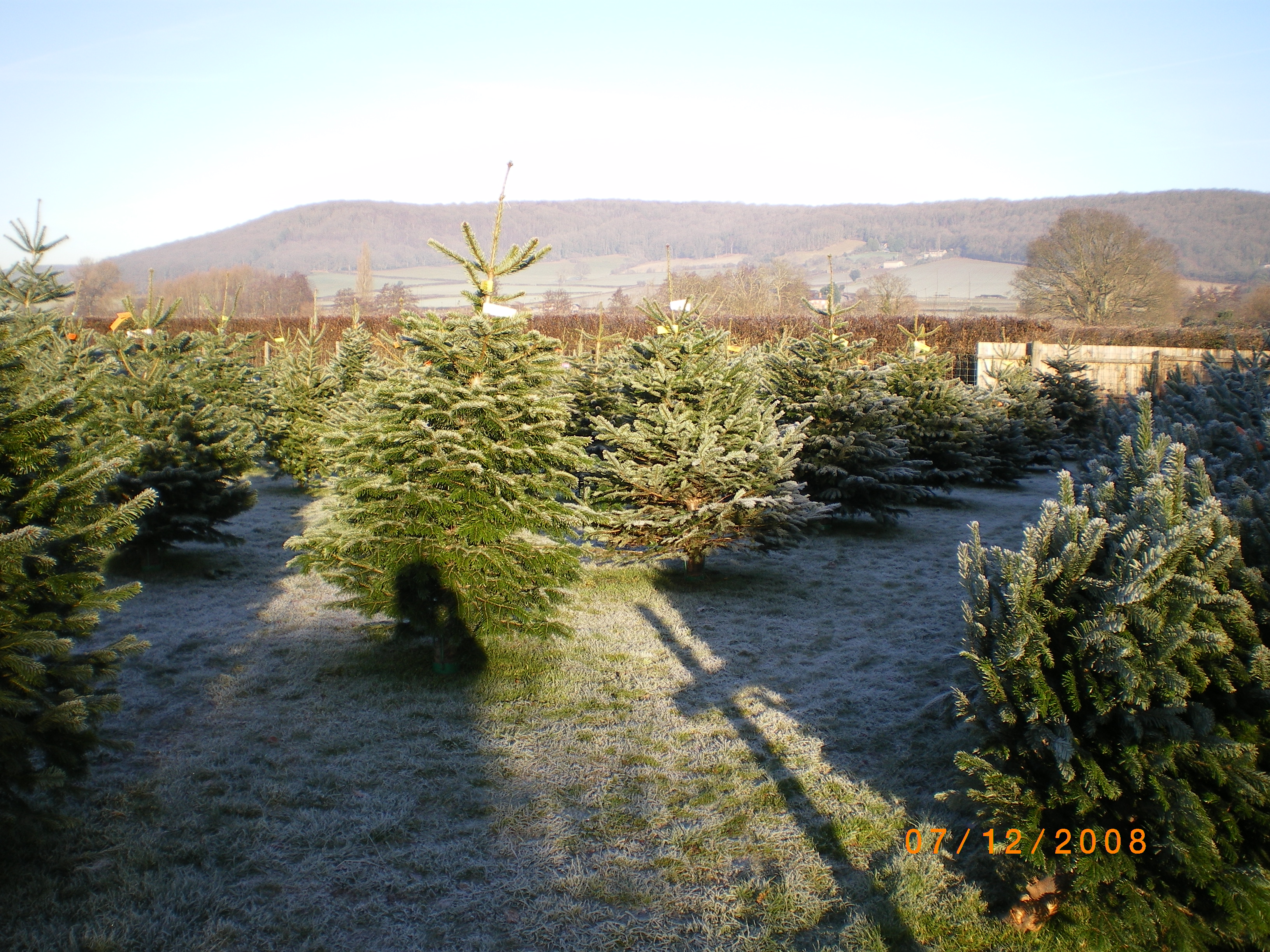 Cut trees displayed Dinmore Hill Christmas Trees